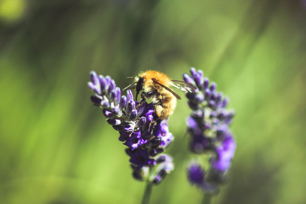 What to plant in your garden to help save the bees