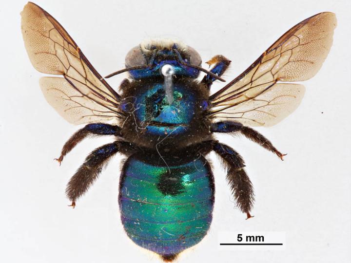 Majestic Metallic - Peacock Carpenter Bee