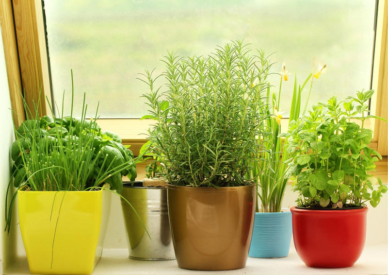 How To Have A Herb Garden In 6 Easy Steps