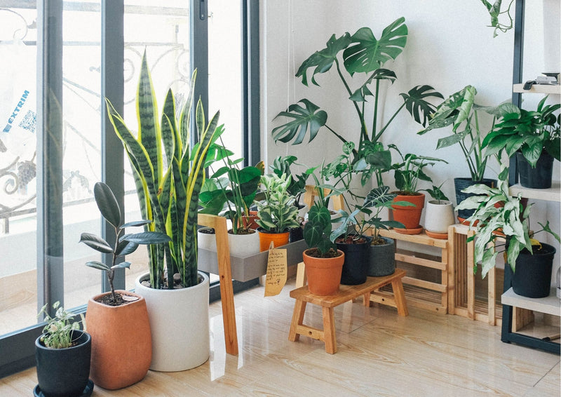 5 Benefits of Indoor Plants